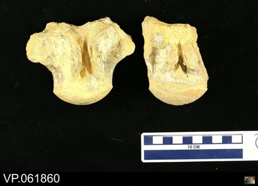 undet. Mosasauridae