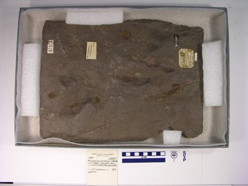 Anchisauripus parallelus