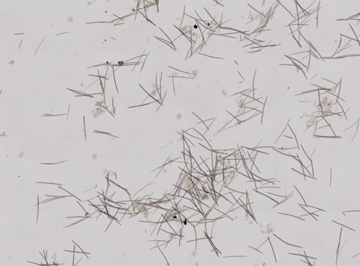 Halichondria panicea