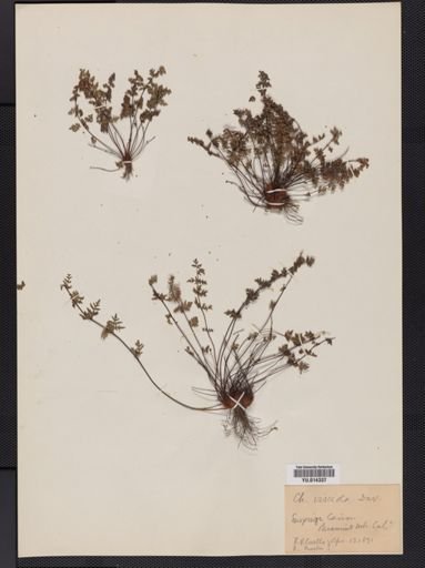 Cheilanthes