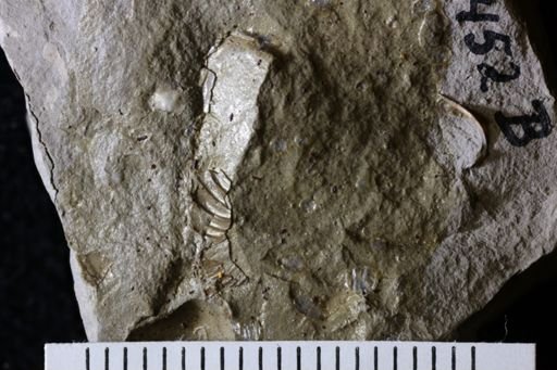 Trigonoglossa nebrascensis