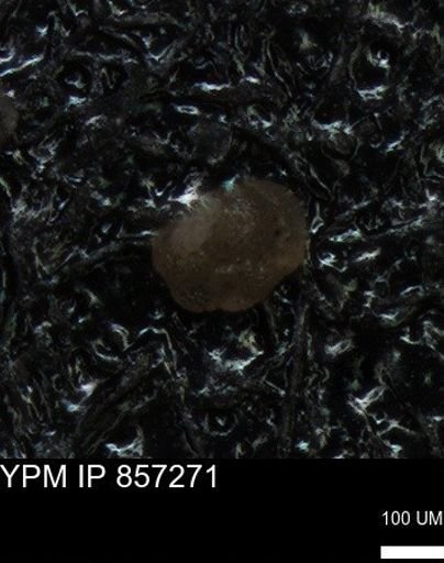 undet. Foraminiferida