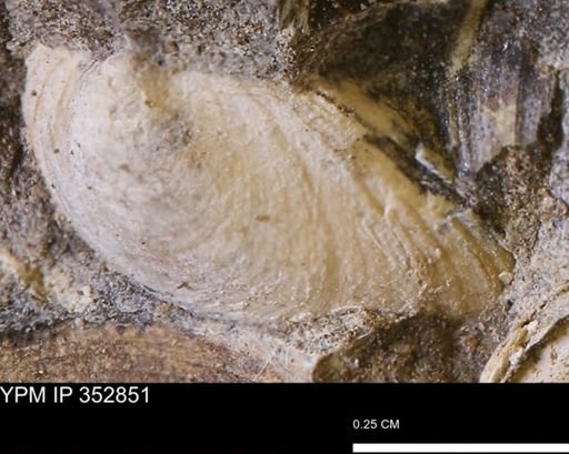 undet. Bivalvia