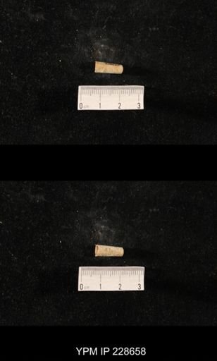 Orthoceras