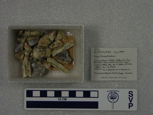 Coryphodon sp.