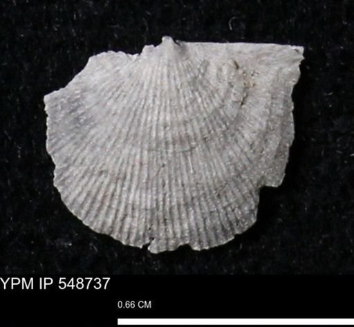 Stropheodonta perplana
