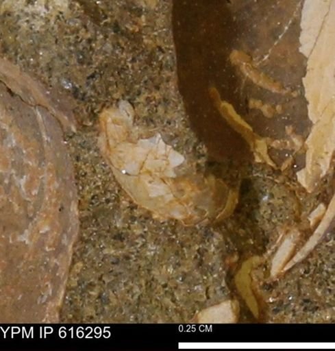 Protocardia subquadrata