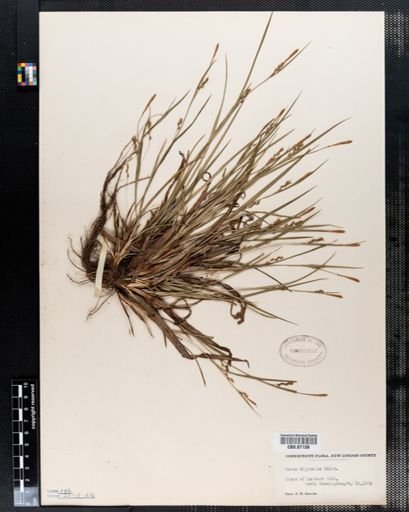 Carex digitalis