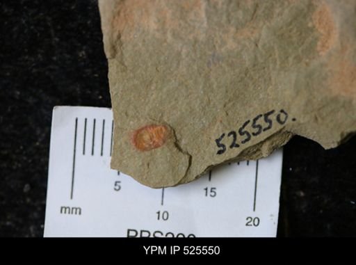 undet. Synziphosurina