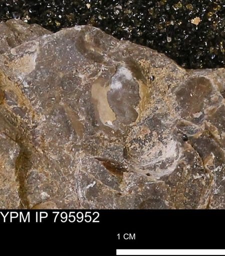 Protocardia