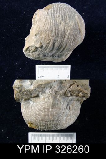 Productus semireticulatus