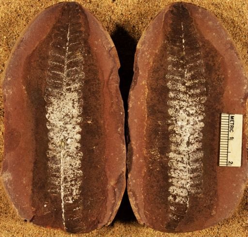 Pecopteris