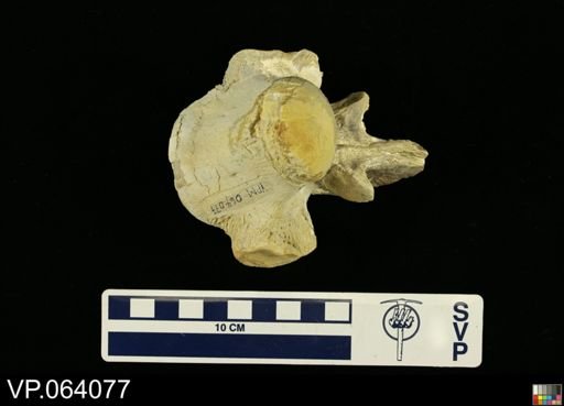 undet. Mosasauridae