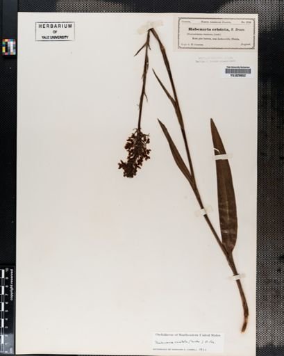 Habenaria