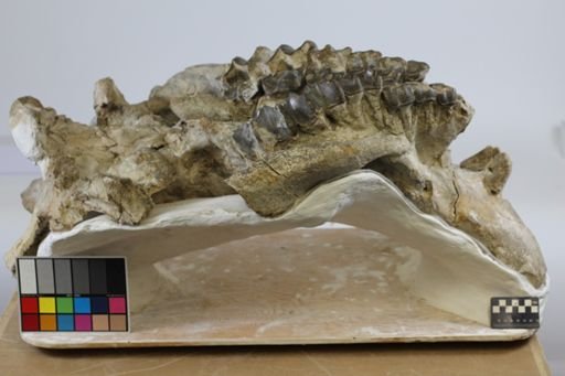 Diploclonus tyleri