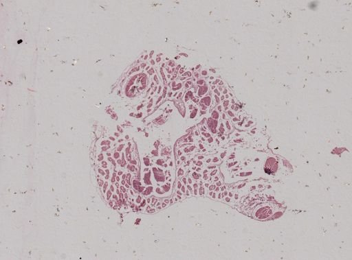 Modiolus