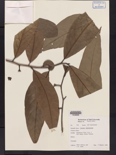 Ocotea