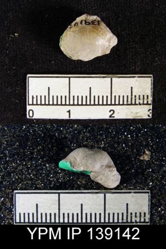Chonetella nasuta
