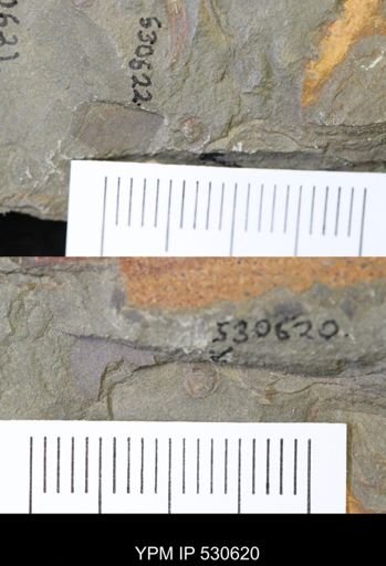 undet. Gastropoda