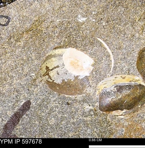 Protocardia?