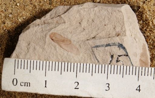 Ptelea miocenica