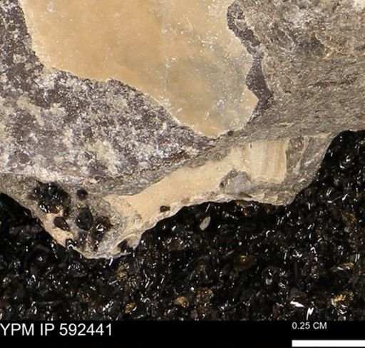undet. Mollusca