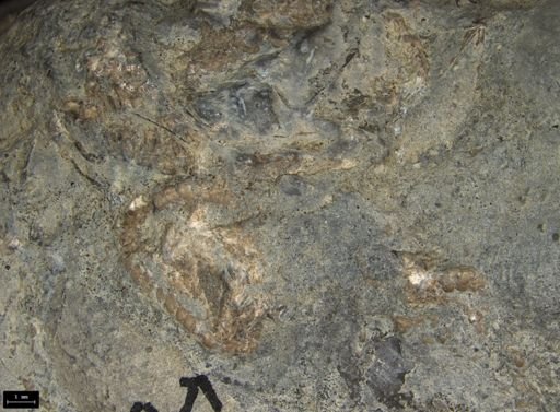 Aplocoma damesii