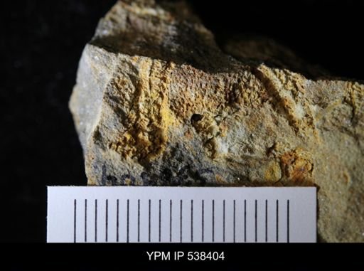 undet. Stelleroidea