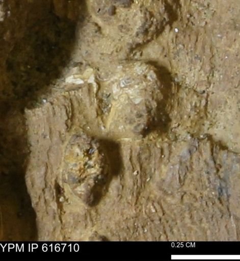 Teredo sp.
