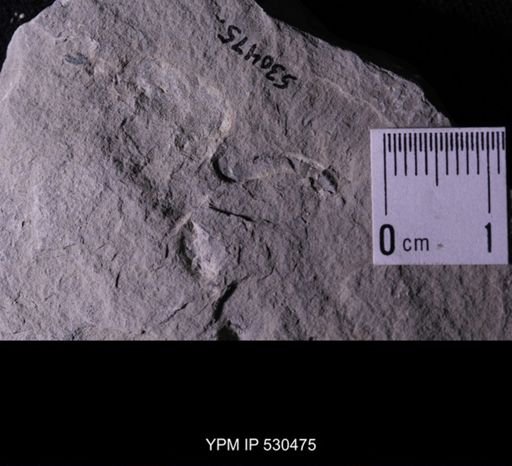 Castericystis vali