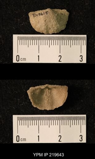 Chonetes granulifer