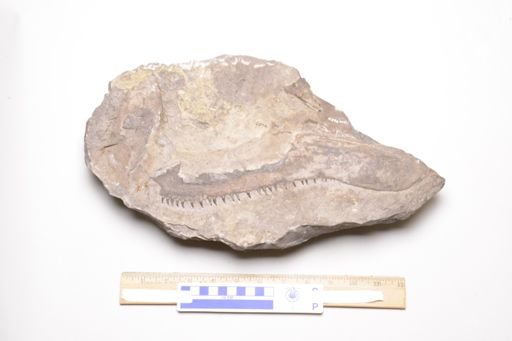 Onychodus sigmoides