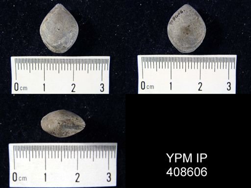 Charionella sp.