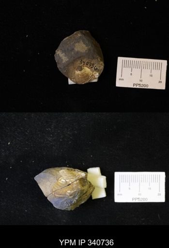 Inoceramus sp.