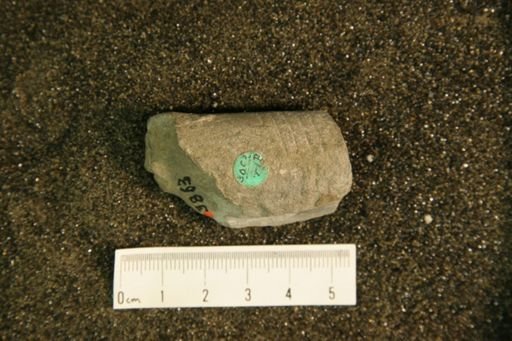 Beloitoceras fererectum