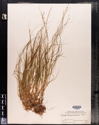 Carex brunnescens
