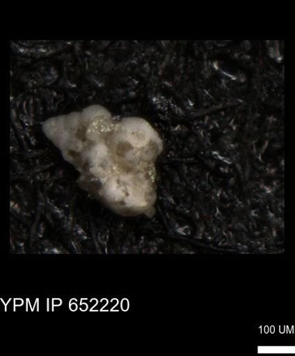 undet. Heterohelicidae