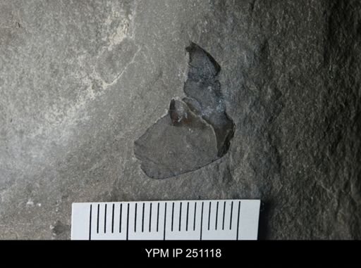 undet. Eurypterida