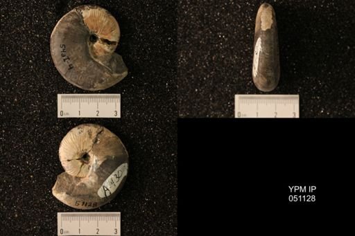 Hoploscaphites nicolletii