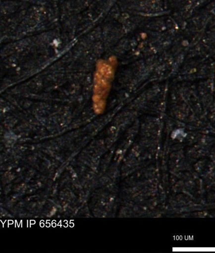 Verneuilinoides kansasensis