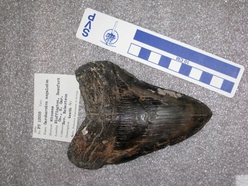 Carcharodon megalodon