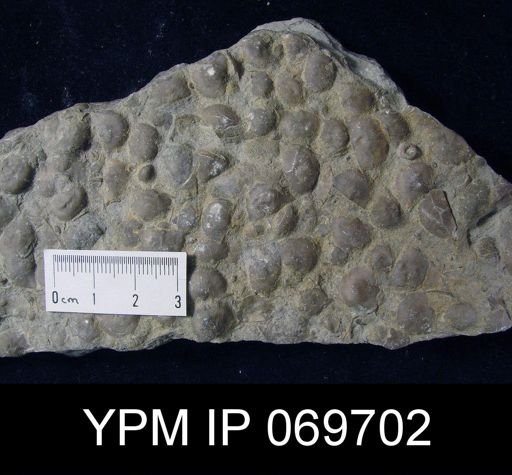 Rafinesquina gracilis