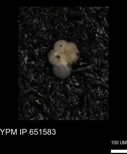 undet. Rugoglobigerinidae