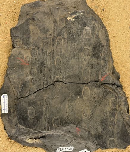 Sigillaria sp.