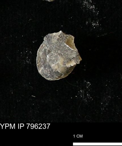 Protocardia subquadrata