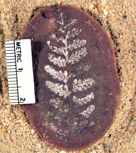 Pecopteris