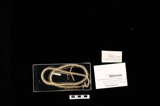 Thamnophis proximus