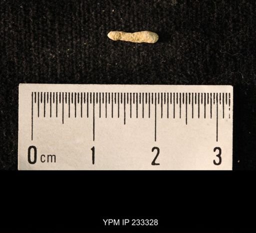 Archaeocidaris sp.