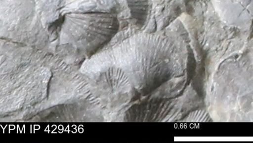 Devonochonetes scitulus