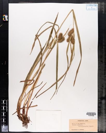 Carex lurida
